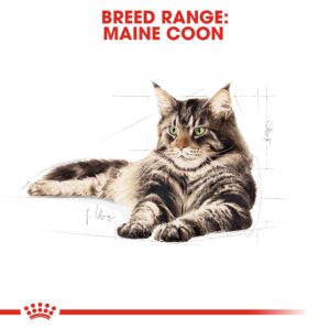 MAINE COON ADULT 2 KG