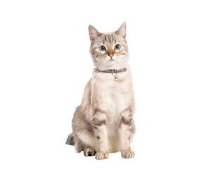 CHAMANE CAT COLLAR - BLACK