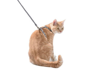 CONFETTI CAT HARNESS & LEAD - MAUVE / XS